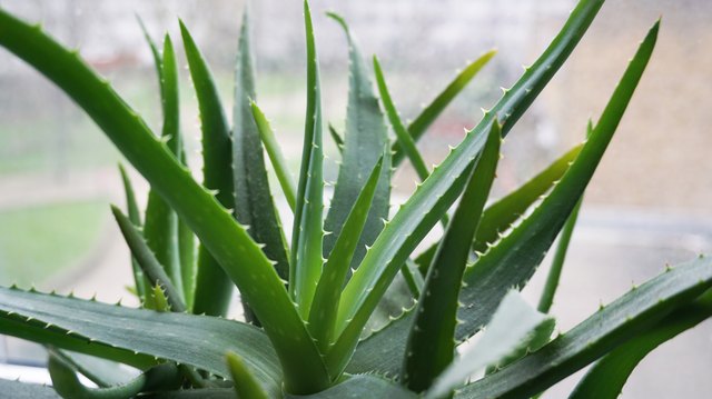 Aloe Vera plant