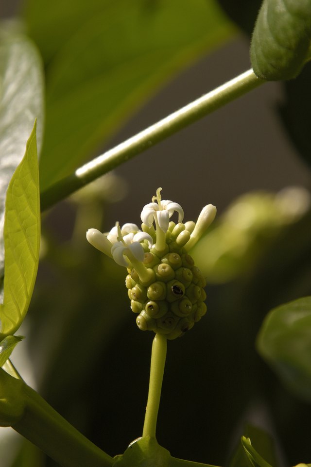 Noni Flower, Jamaica