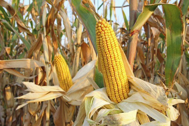 Corn Field