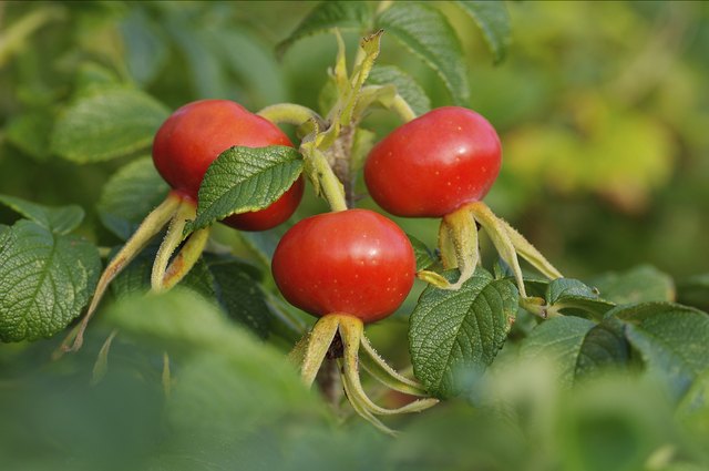 Bunch of rose-hips