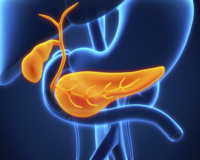 Human Gallbladder and Pancreas Anatomy