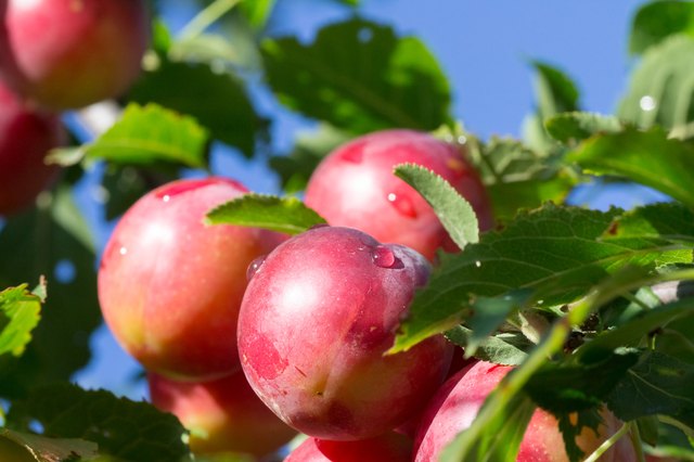 Big red plums on tree