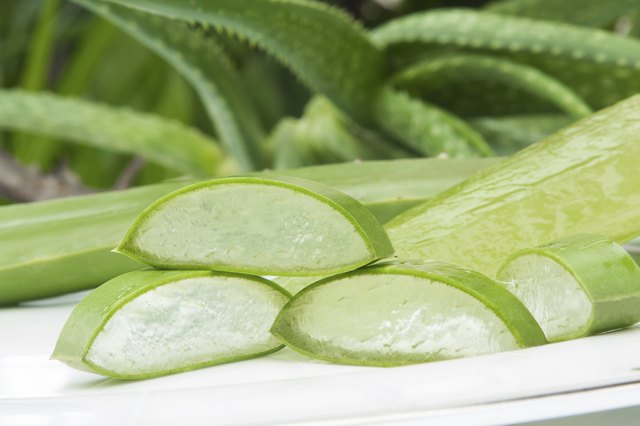 Aloe Vera.