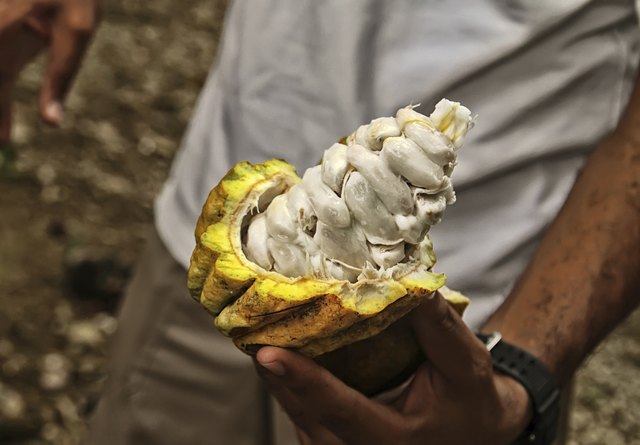 Beans inside fresh cocoa fruit