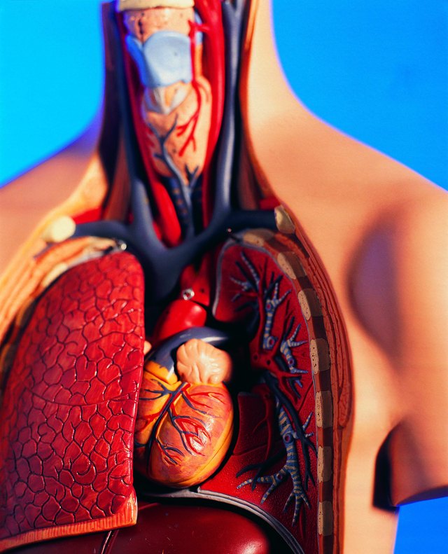 Cutaway model of human chest and neck