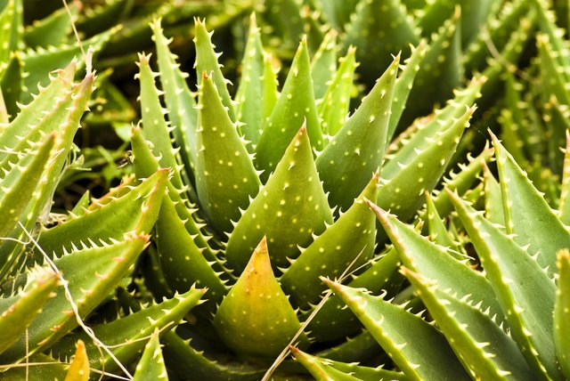 aloe vera