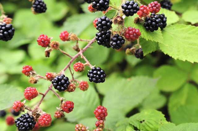 nature food - blackberries bunch on a farm