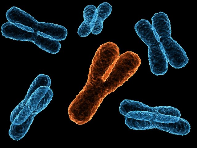 y chromosome