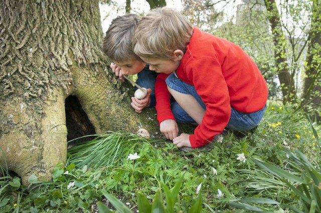 Boys finding a treasure in the hole of a tree