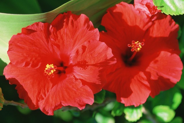 how-much-hibiscus-to-lower-blood-pressure-livestrong