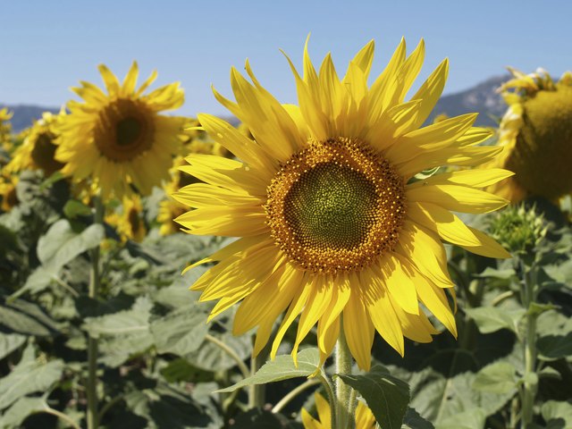 Sunflower