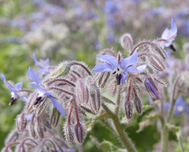 blooming borage