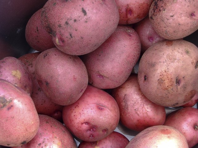 Red Potatoes in a Bucket