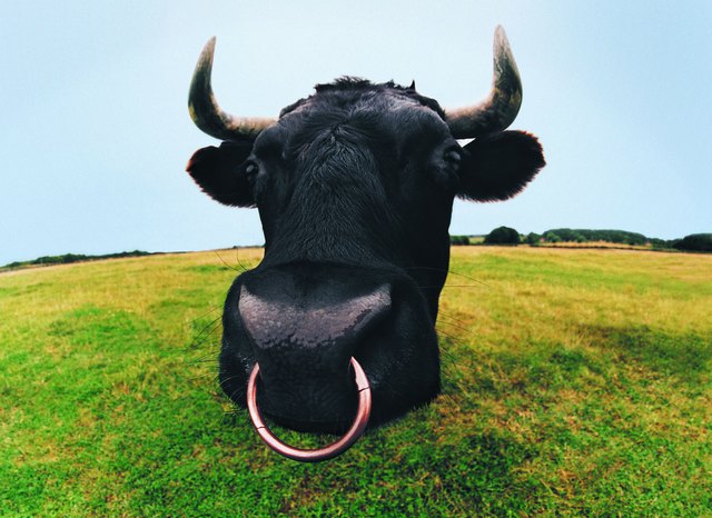 Close-up of Bull's Head