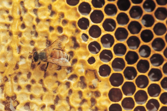 Honeycomb and bee