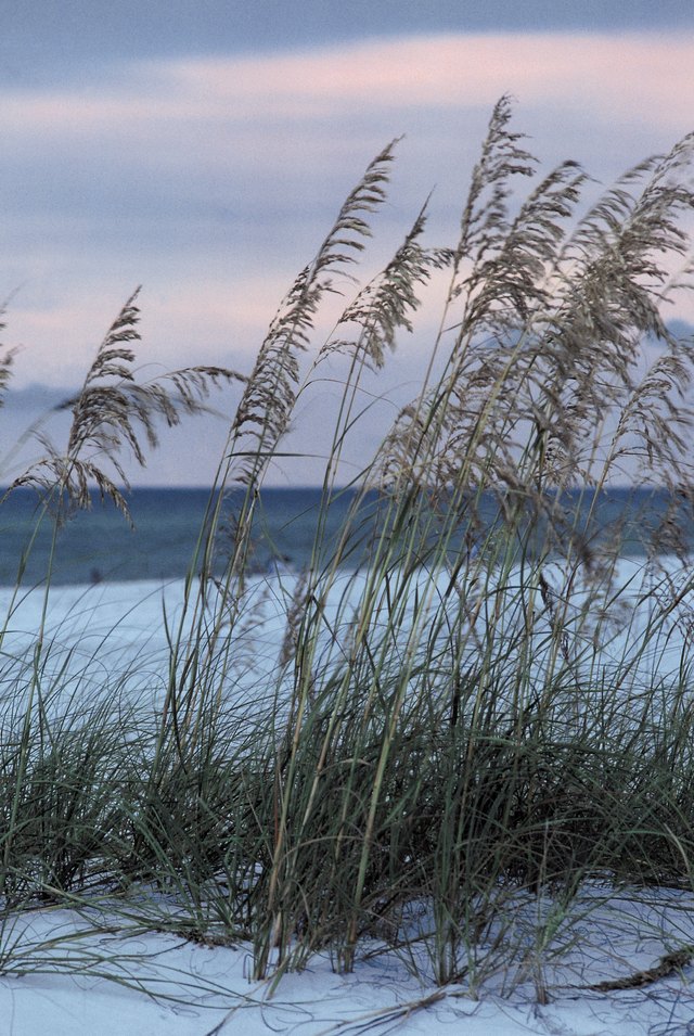 Sea oats on beach