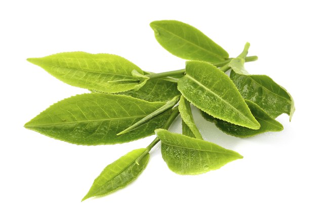 tea leaf