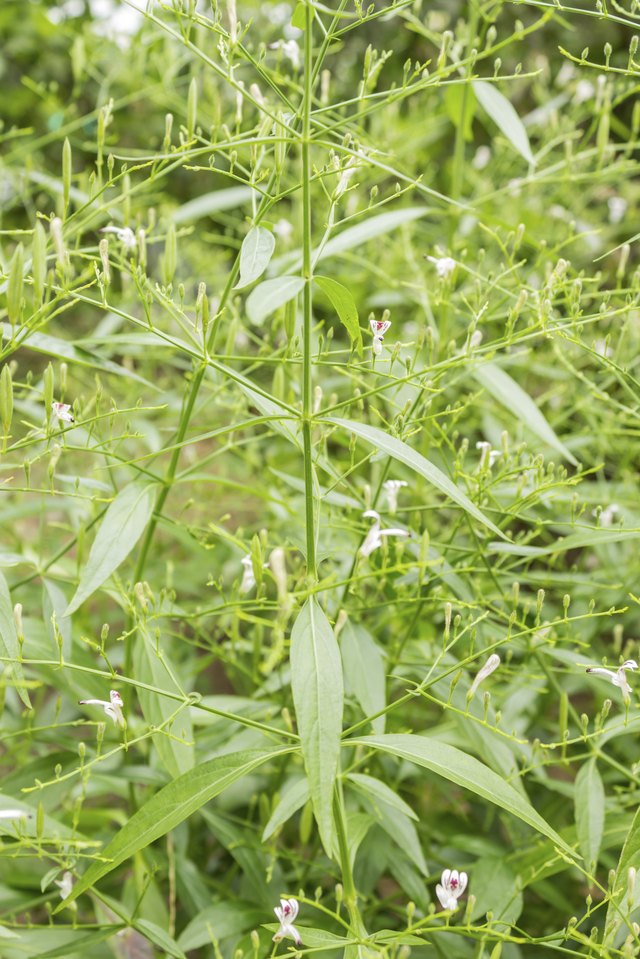 Kariyat