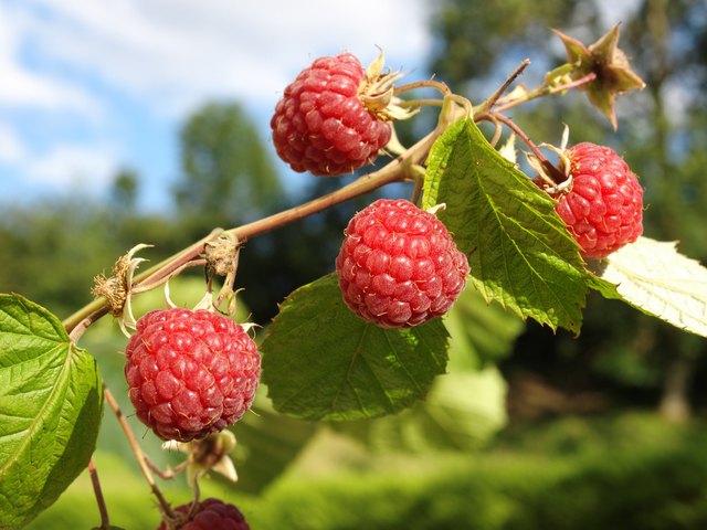 raspberry