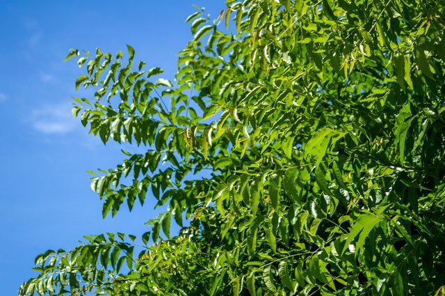 Neem plan tree in garden