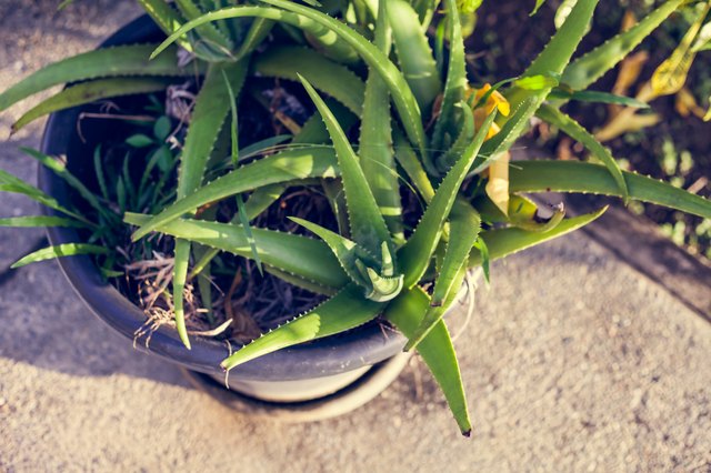 Aloe Vera Plant