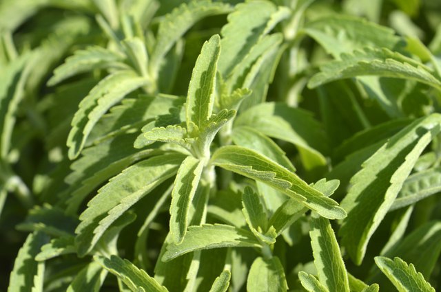 does-stevia-cause-intestinal-gas-or-diarrhea-livestrong