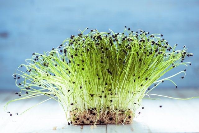 Fresh healthy seed sprouts