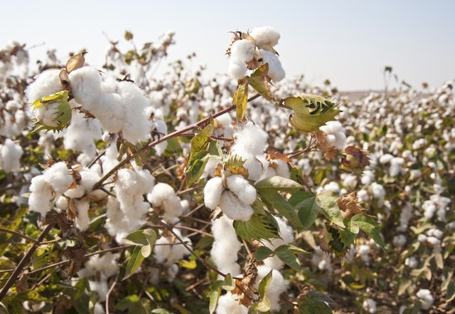 Cotton fields