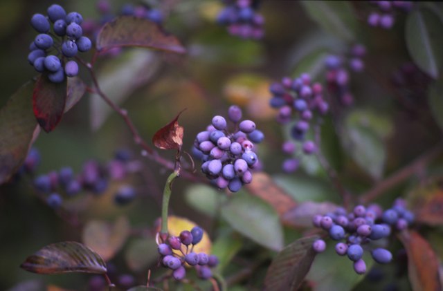 Close-up of blueberries