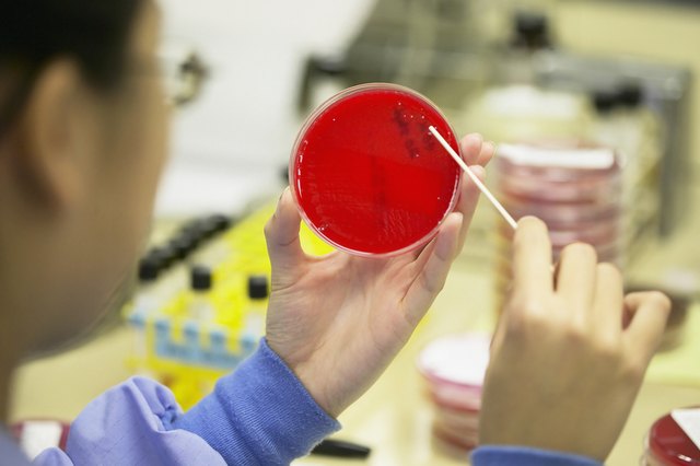 Over the shoulder view of petri dish