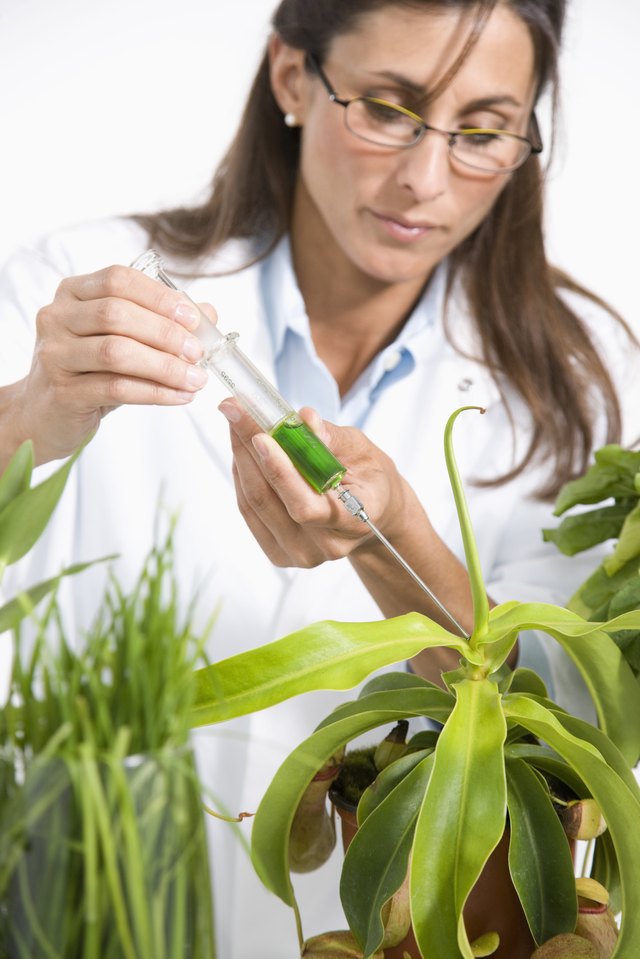 Maltese female scientist injecting syringe into plant