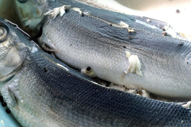 Marinated Milkfish