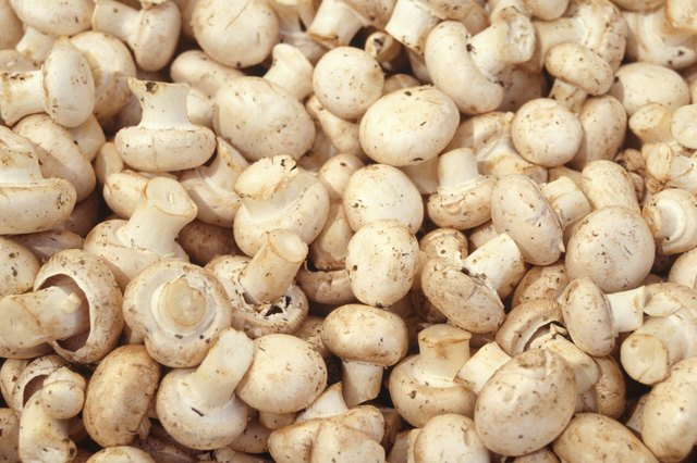 Mushrooms, (Close-up)