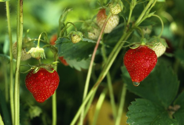 Waterdrop on strawberry