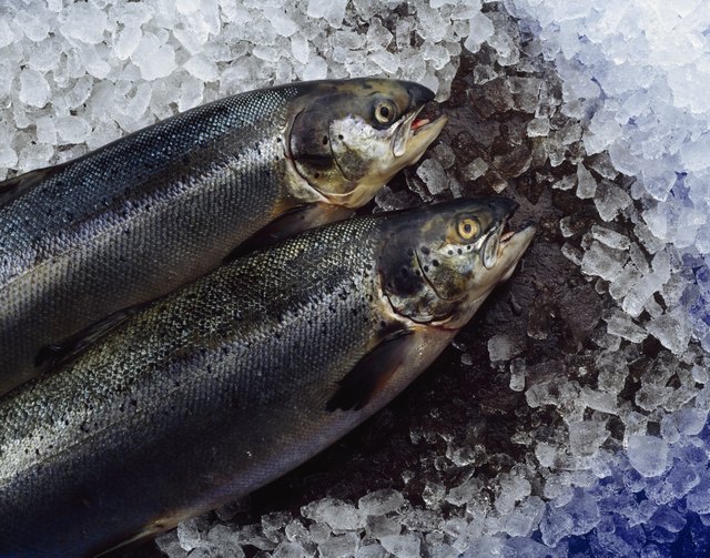 Ireland, Food, Fish, Fresh Salmon