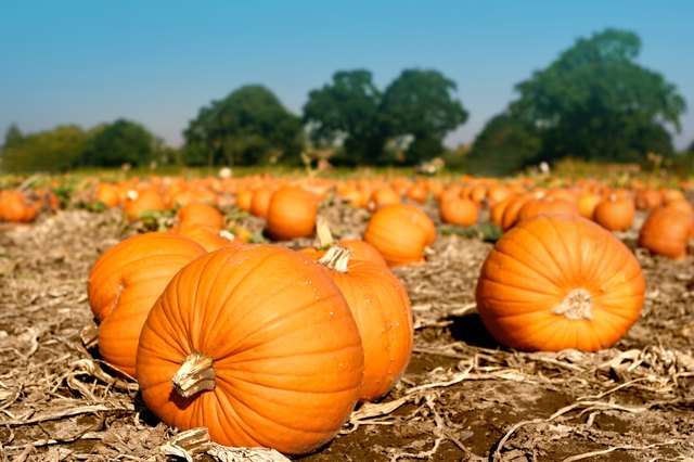 037 Pumpkins in field waiting to be picked..jpg