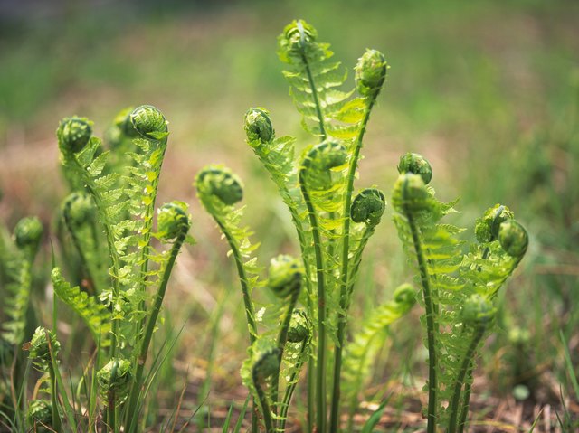 How to Blanch Fiddleheads for Freezing | Livestrong.com