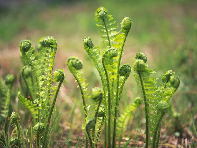 Ostrich fern (Matteuccia struthiopteris)