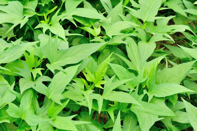 green sweet potato plants in growth