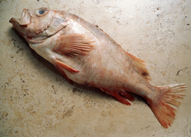 Redfish