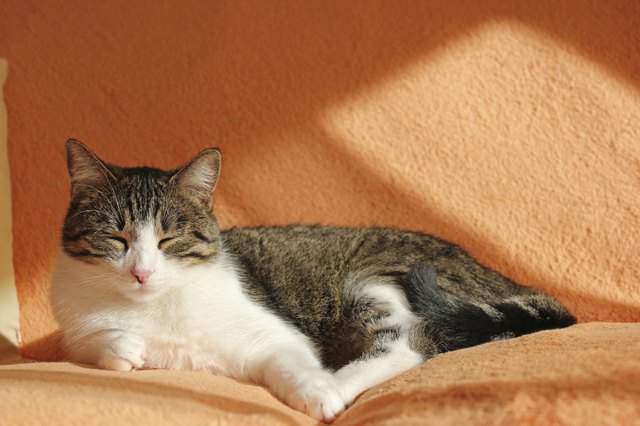 Katze schläft auf Sofa