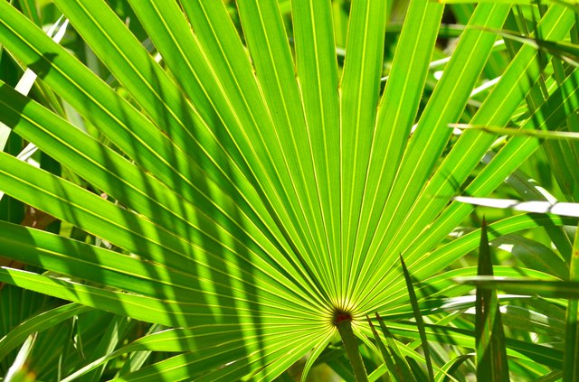 Frame filling shot of backlit palm frond