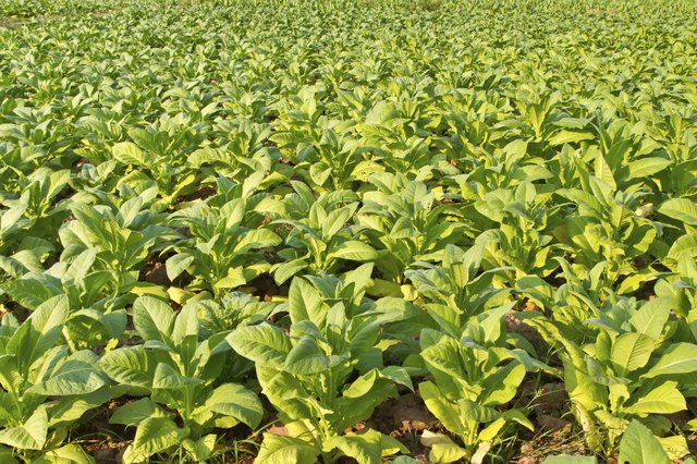 Tobacco plant farm