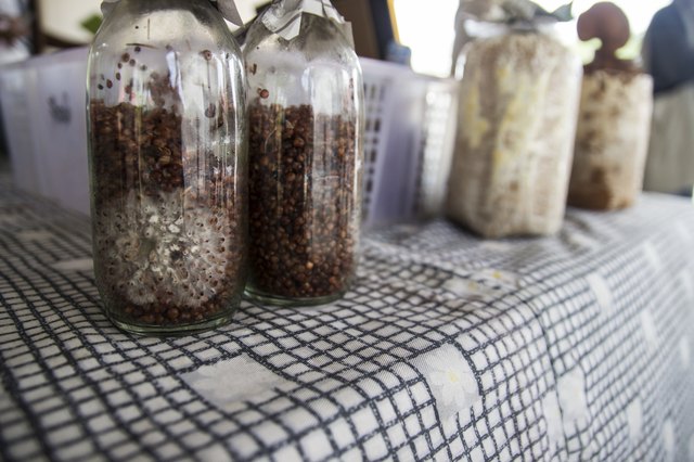mushroom fungus in bottle