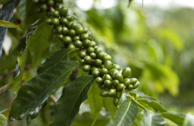 Growing coffee beans, Kona, Hawaii, USA