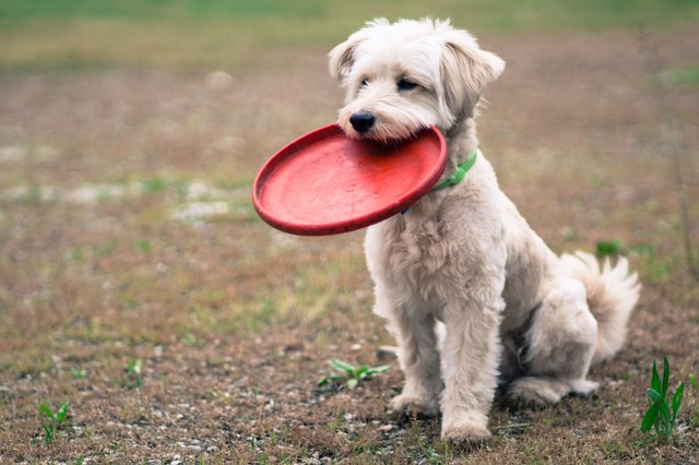 White dog and red frisbee