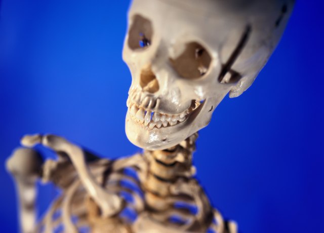 The human skeleton in a laboratory