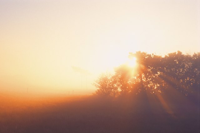 trees at sunrise