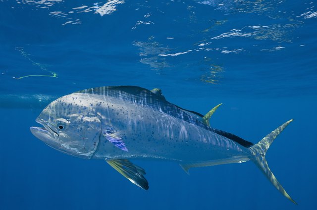 Mahi mahi or dolphin fish, (Coryphaena hippurus) Caribbean Sea with small parasites clinging to skin, off Isla Mujeres, near Cancun, Yucatan Peninsula, Mexico
