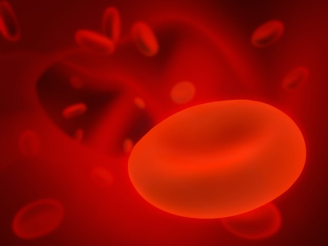 Erythrocytes